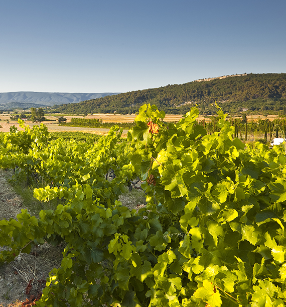 Photo des vignes du domaine viticole du Domaine de la Chapelle Saint-Heyries dans le Vaucluse (84)